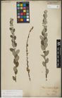 Foto von Salix repens subsp. repens L.